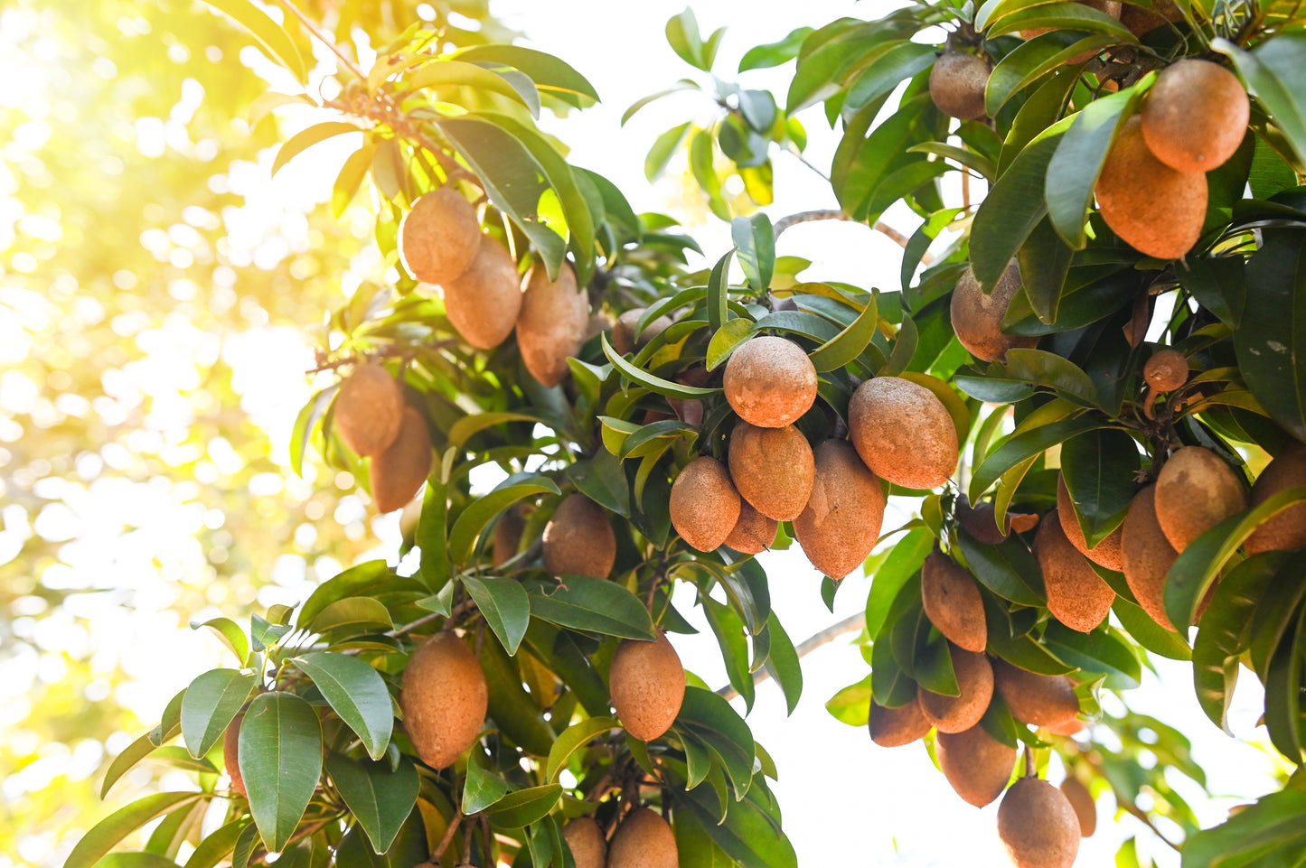 Sapota / Chicoo - 10 LB - Free Express Shipping