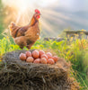 Beyond Organic Truly Outdoors Eggs – 1 Dozen Large Eggs